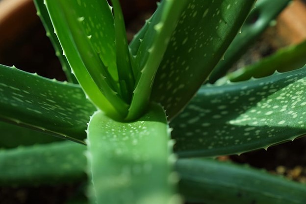Aloe Vera: Nature’s Miracle for Psoriasis Relief and Healing