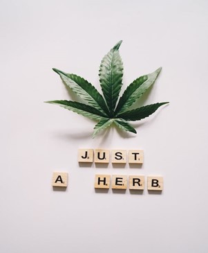 From Pot to Plant: Understanding the Varied Nature of Marijuana, Cannabis, and Hemp