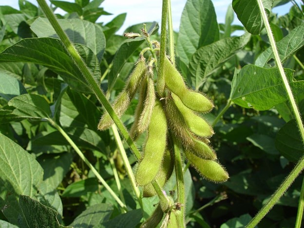 Savoring Soy: Key Learnings and a Heavenly Edamame Recipe