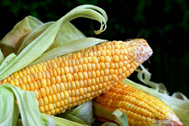 From Farm to Table: The Complete Guide to Corn’s Nutrition and Beyond