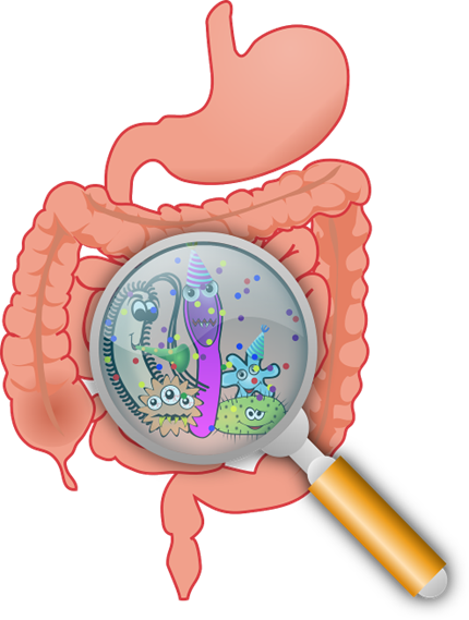 Calories Unmasked: How Your Gut Microbes Influence Nutritional Value