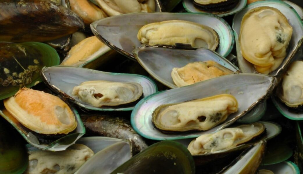 Green Mussels and Your Body: A Perfect Match for Health