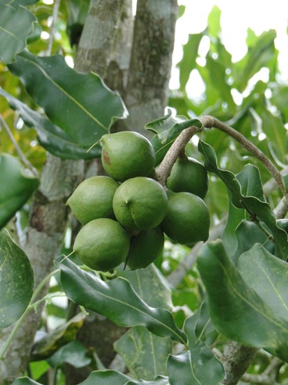 Nutrition Spotlight: Macadamia Nuts and Their Healthful Attributes