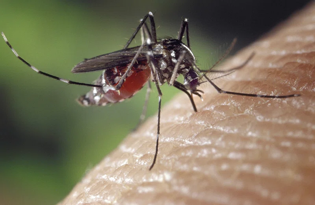 Leishmaniasis Alert: Distinguishing Between Mosquito and Sand Fly Bites for Health Protection