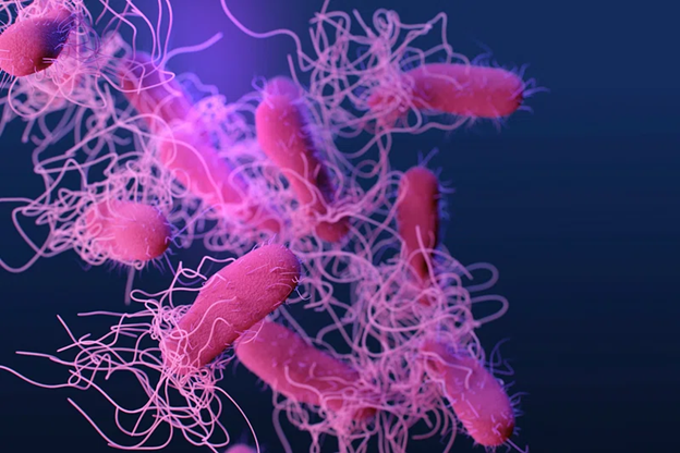 Stealthy Salmonella: How It Evades Detection by Immune Defenses