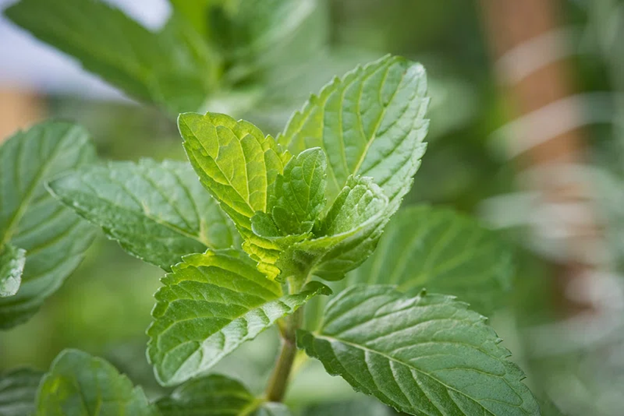 Sharper Senses with Mint: Examining its Influence on Focus and Attention