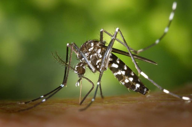 Groundbreaking Discovery: Zika Virus Shows Promising Potential in Cancer Treatment