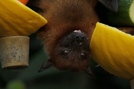Genetic Keys to Fighting Diabetes: Lessons from Sugar-Devouring Fruit Bats