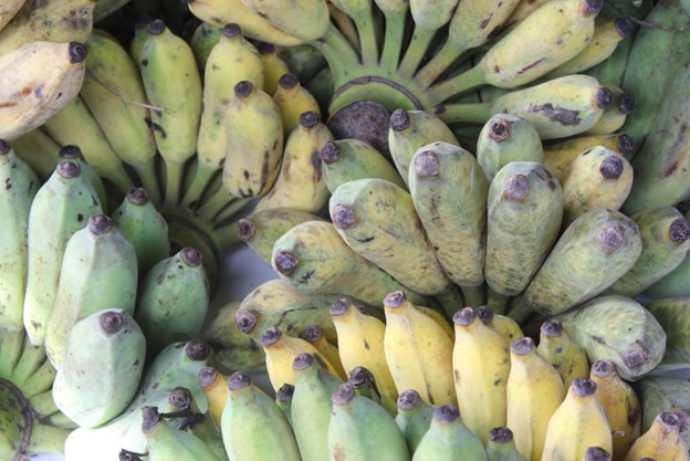 Colorful Realities: Exploring the Relationship Between Banana Color and Nutrition