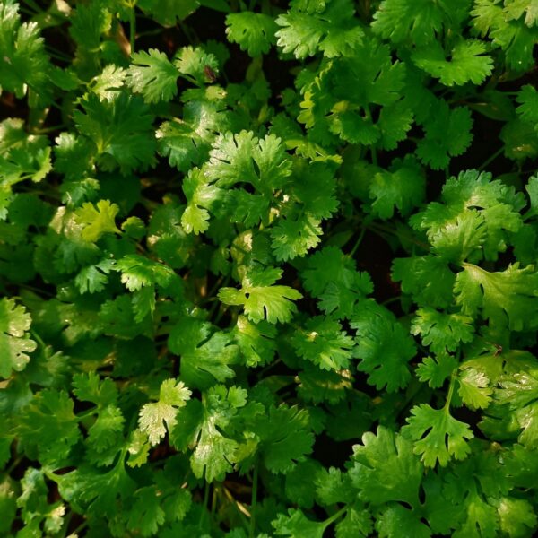 Spice Up Your Health: Discovering the Wonders of Coriander in Your Diet