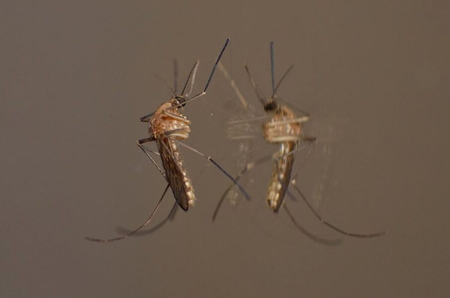 Do You Attract Mosquitoes? Discover the Reasons Behind It
