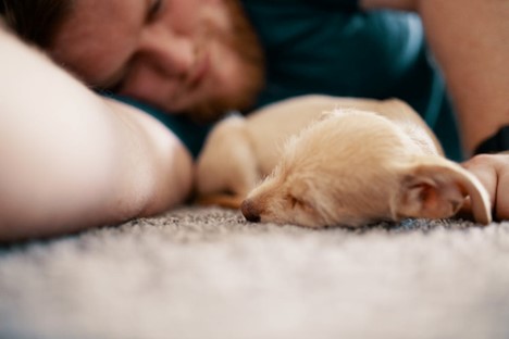 Bed Buddies or Sleep Saboteurs? The Truth About Sharing Your Bed with Your Dog
