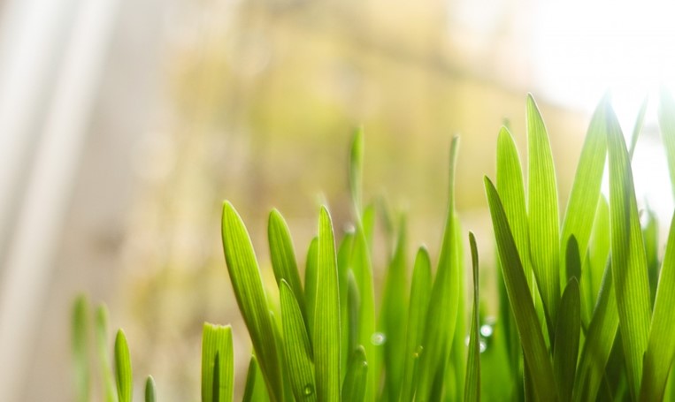 Fuel Your Day: Wheatgrass for Lasting Energy and Vitality
