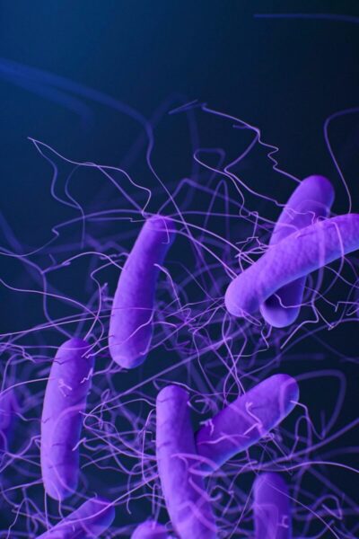 Spotting Salmonella: Key Precautions to Protect Your Health