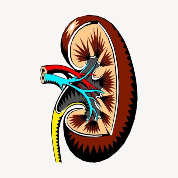 When One Fails, The Other Suffers: The Symbiotic Relationship Between Heart and Kidney Diseases