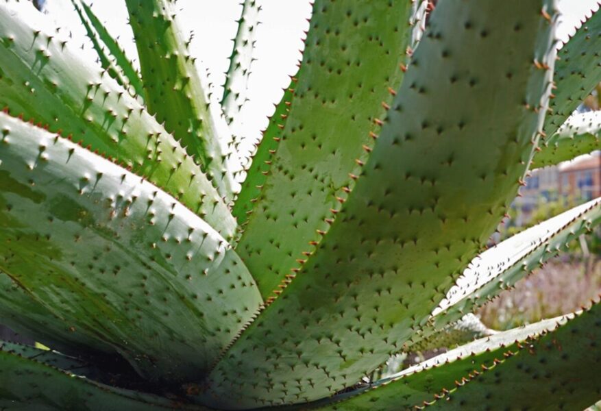 Ancient Wisdom, Modern Healing: Health Benefits of Aloe Vera