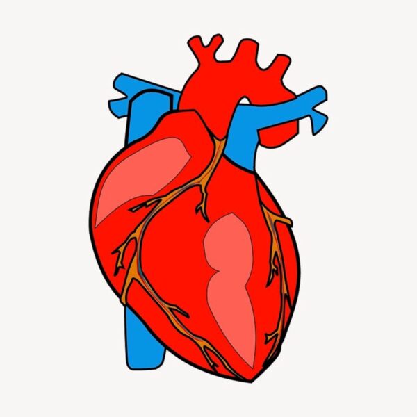 Endothelial Dysfunction and Cardiovascular Risk: Can Arginine Save Your Heart?