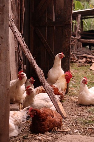 Bird Flu’s Impact on Food Safety: Are Eggs and Milk Still Safe to Consume?