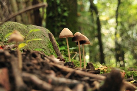 The Dual Nature of Magic Mushrooms: Euphoria or Anxiety?