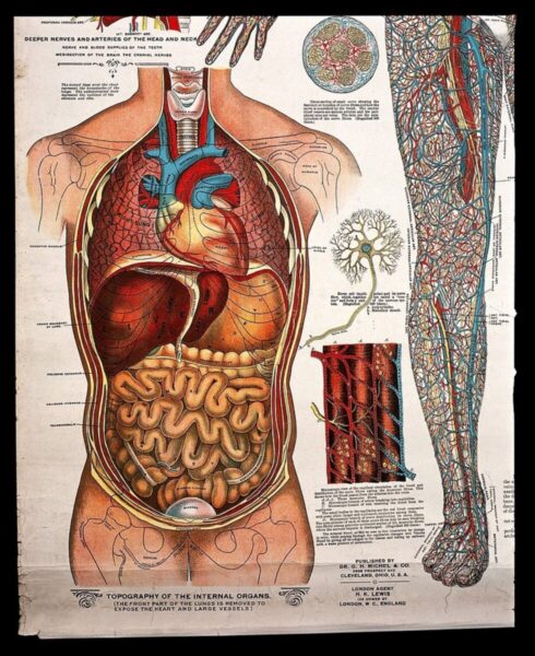 From Detection to Prevention: A Complete Guide on Colon Polyps