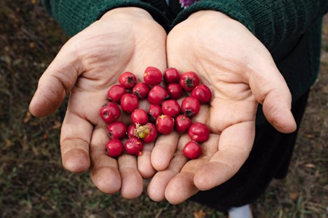 Nourish Your Gut: How Cranberries Can Support Beneficial Microbes