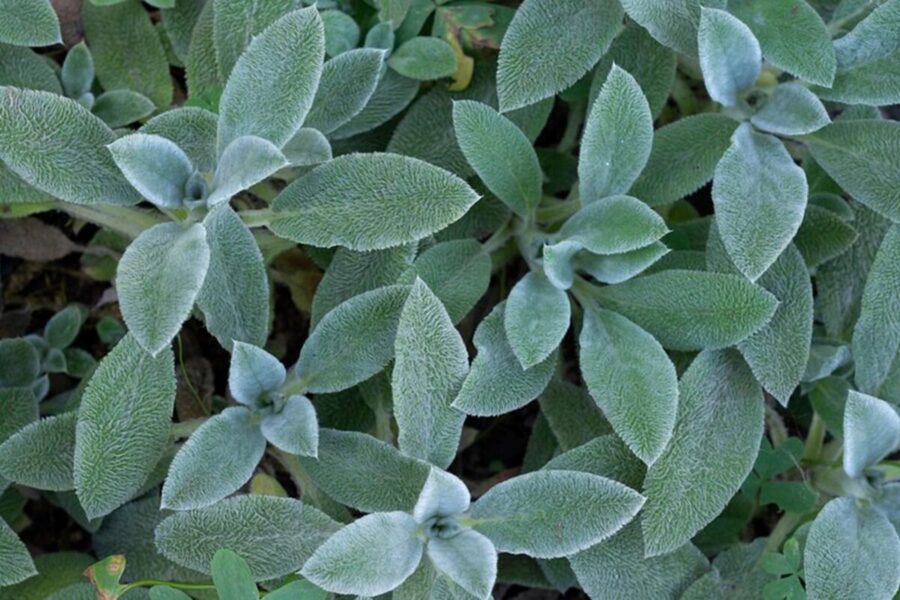 Can Plant Extracts Defend Your Brain? The Surprising Cognitive Benefits of Sage